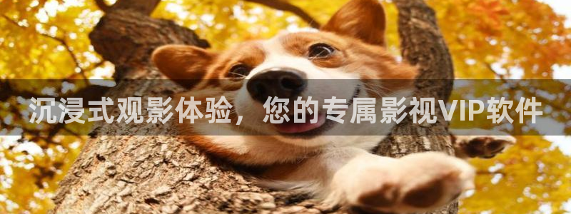 随州大地影院：沉浸式观影体验，您的专属影视VIP软件